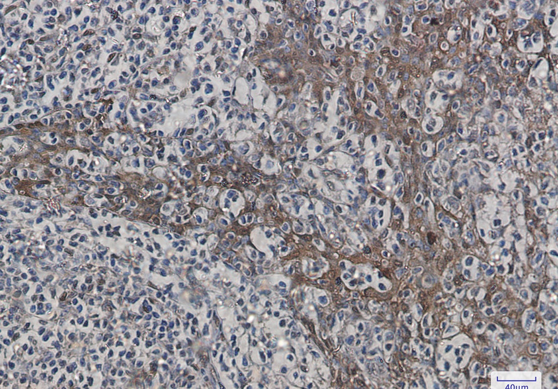 Hspa1B Antibody