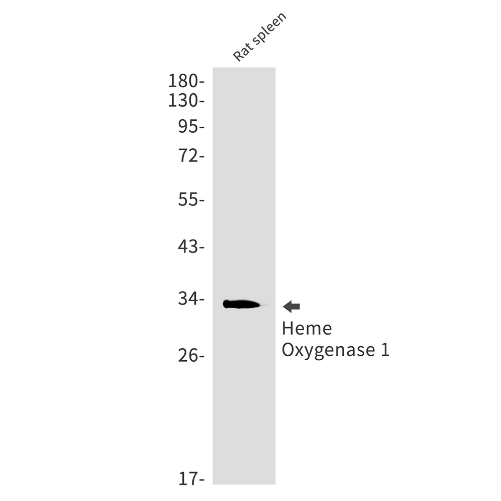 HMOX1 Antibody
