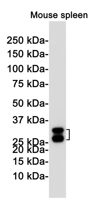HMOX1 Antibody