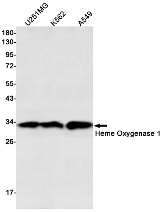 HMOX1 Antibody