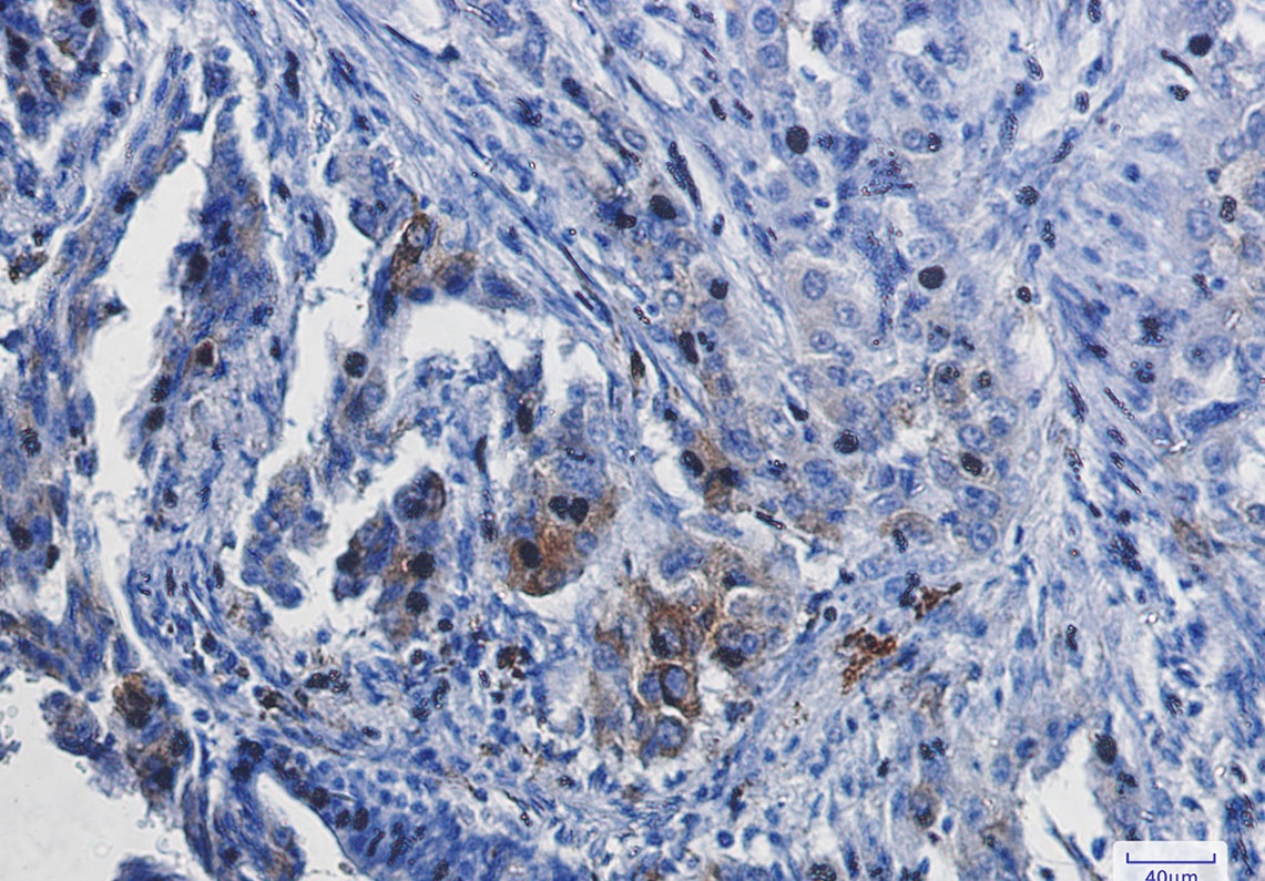 HMOX1 Antibody