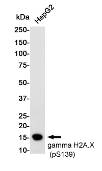 H2AX Antibody