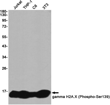 H2AX Antibody