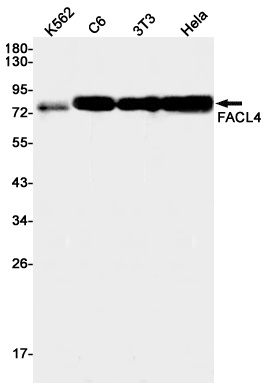 ACSL4 Antibody