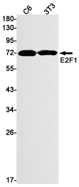 E2F1 Antibody