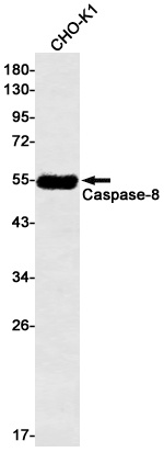 [KD] Caspase 8 Rabbit mAb