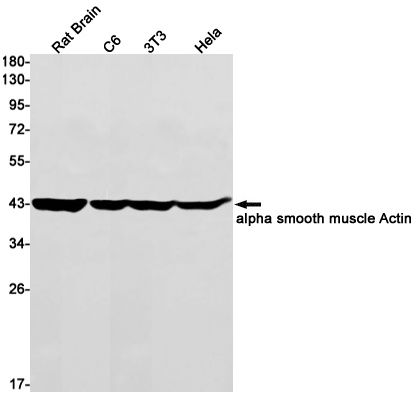 ACTA2 Antibody
