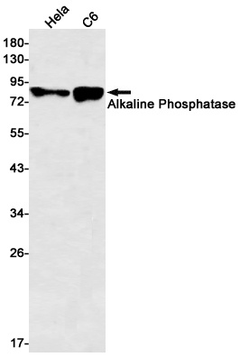 ALPL Antibody