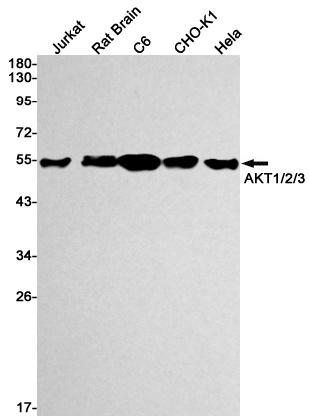 AKT1/AKT2/AKT3 Antibody