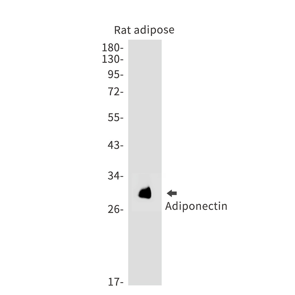 Adipoq Antibody