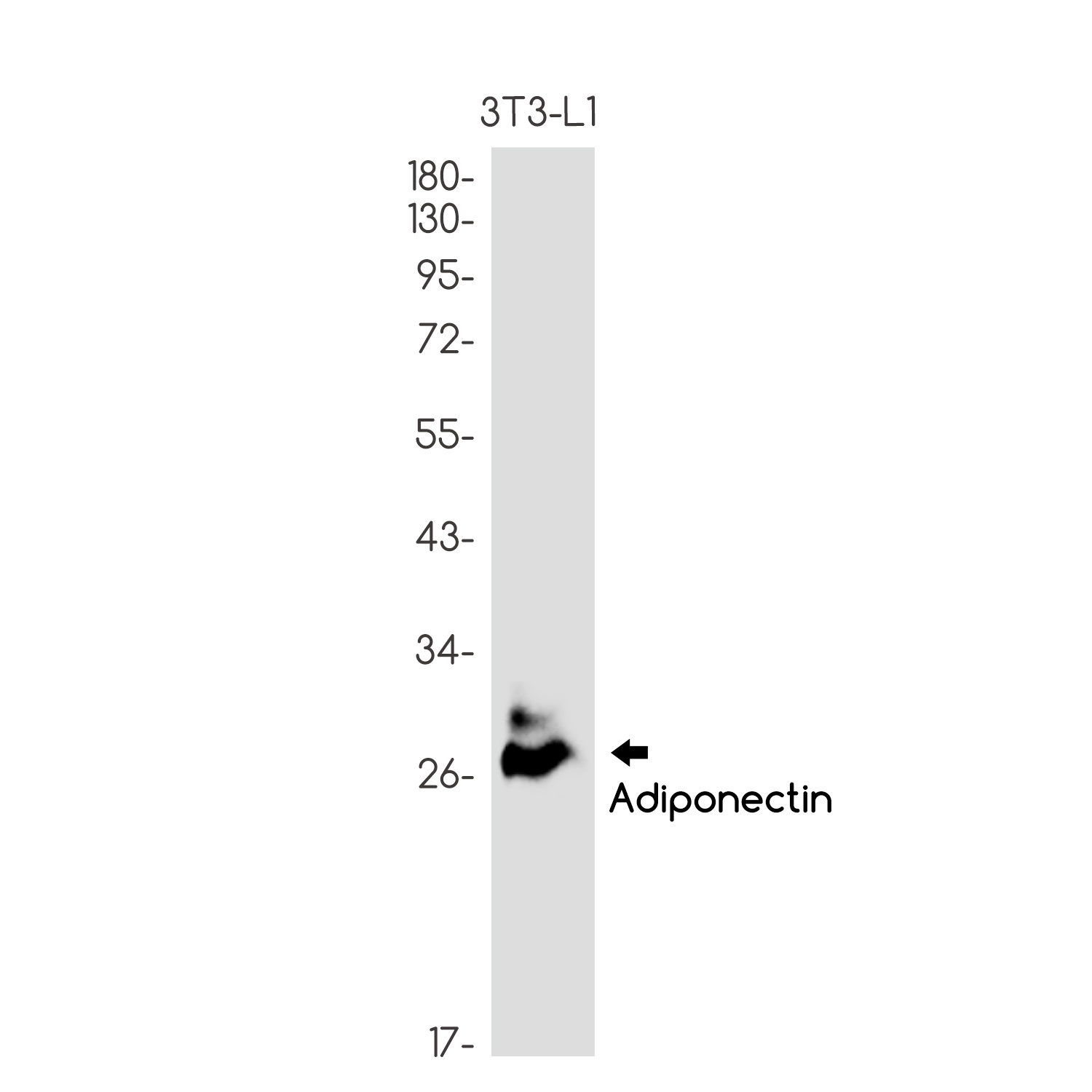 Adipoq Antibody