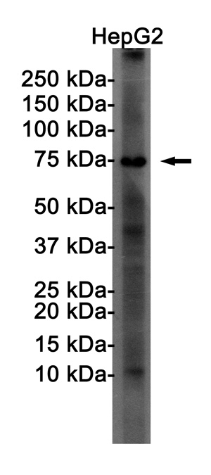 FOXO1 Antibody