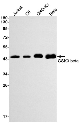 GSK3B Antibody
