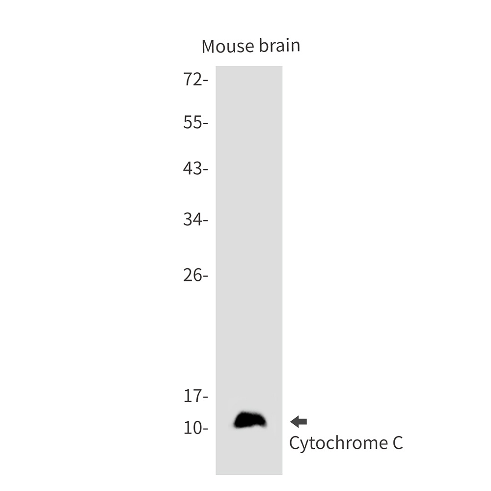 CYCS Antibody