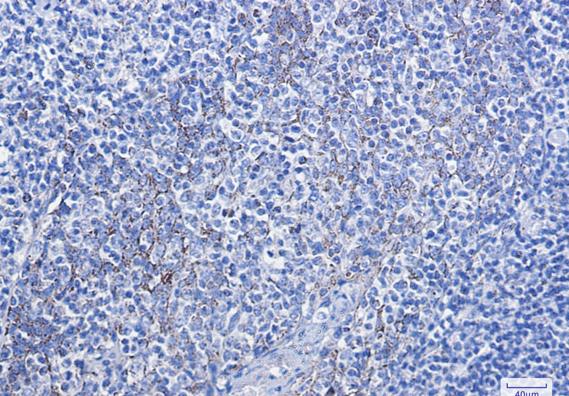 CYCS Antibody