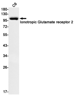 GRIA2 Antibody