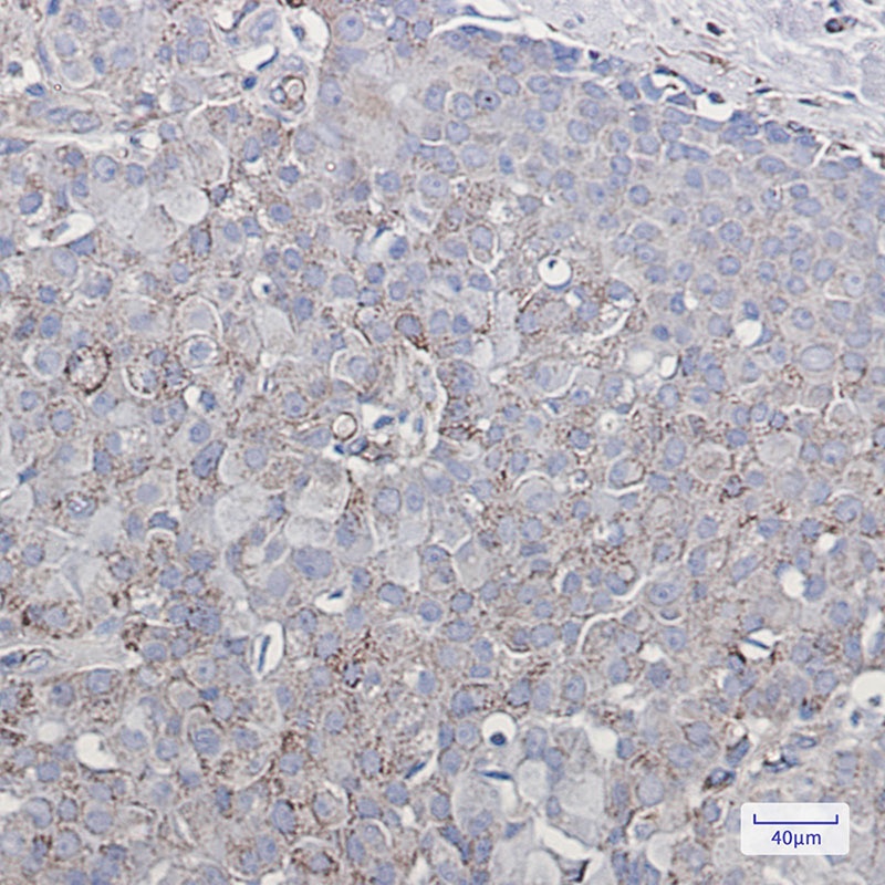 GRIA2 Antibody