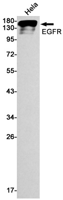 EGFR Antibody