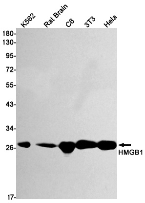 HMGB1 Antibody