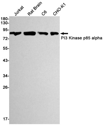 PIK3R1 Antibody