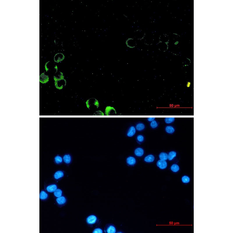 PIK3R1 Antibody