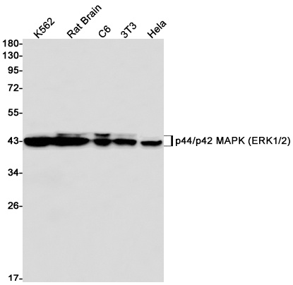 MAPK3/MAPK1 Antibody