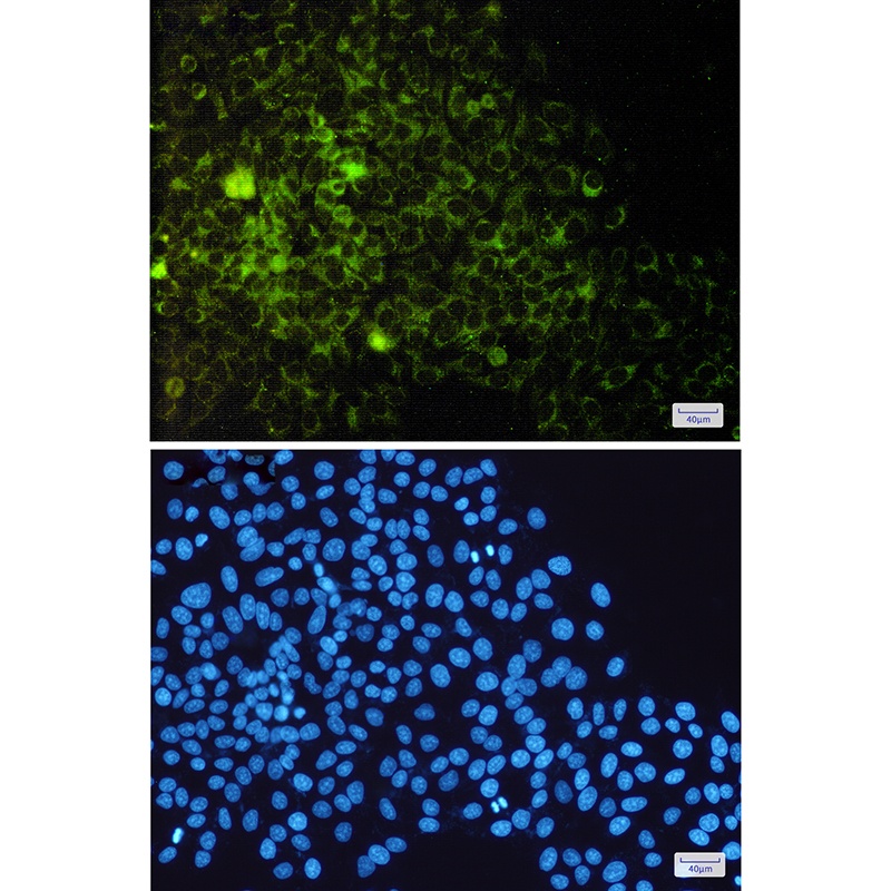 CD9 Antibody