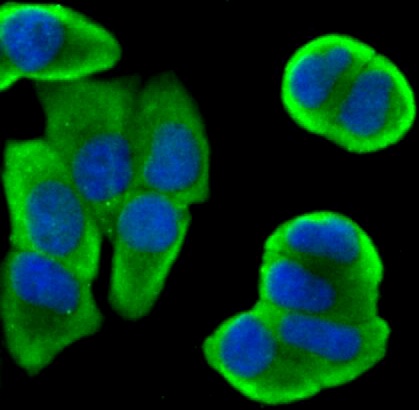 Bcl2 Rabbit pAb