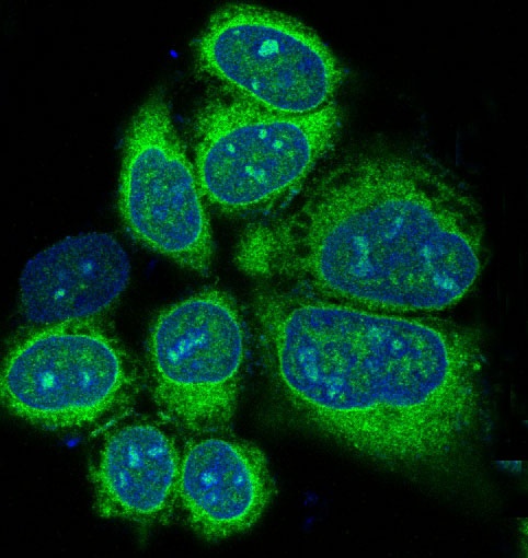 Alkaline Phosphatase Rabbit pAb
