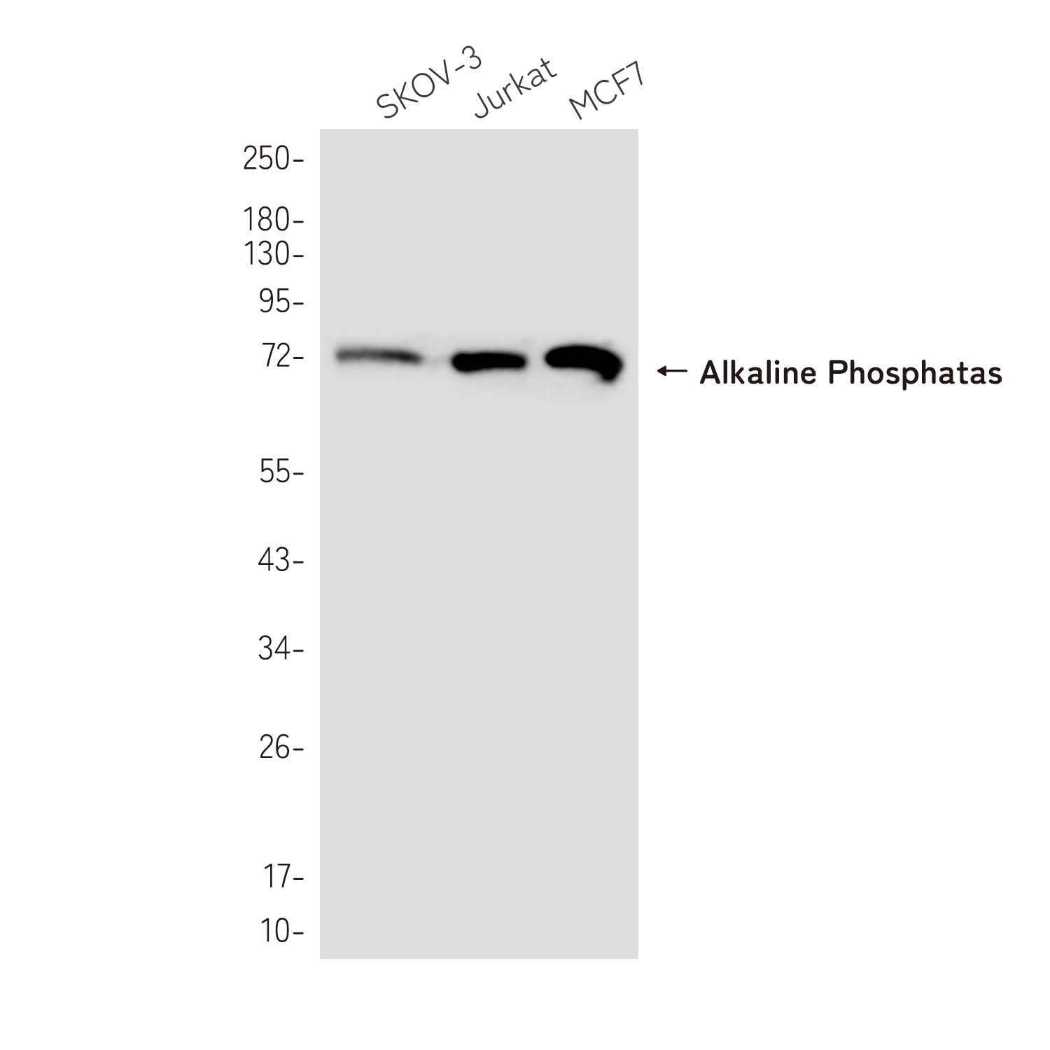 Alkaline Phosphatase Rabbit pAb