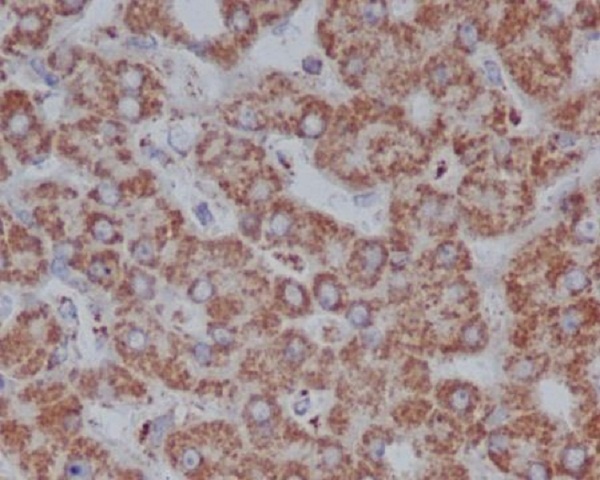 VDAC1 Antibody