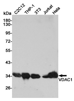 VDAC1 Rabbit pAb