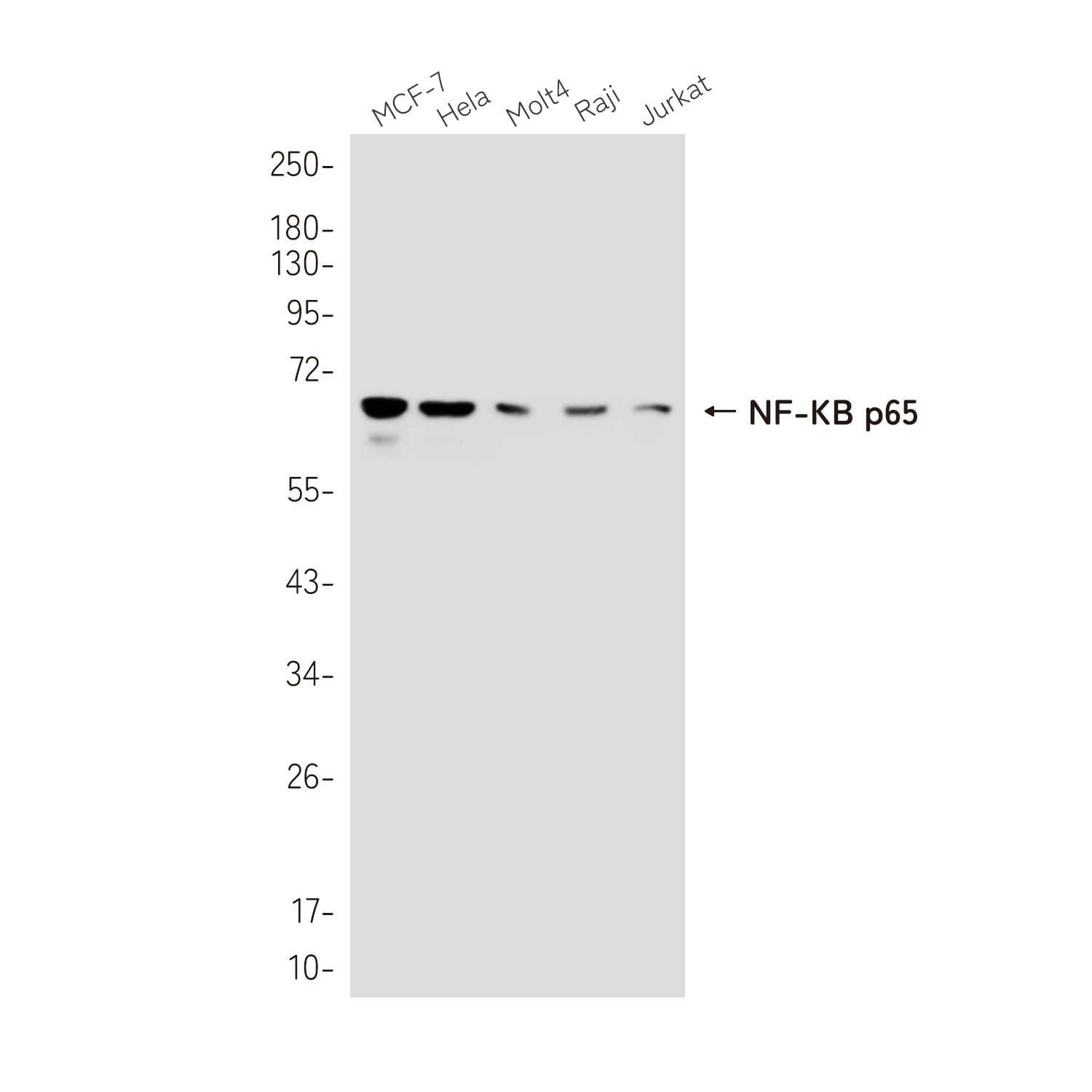 NF-KB p65 Rabbit pAb