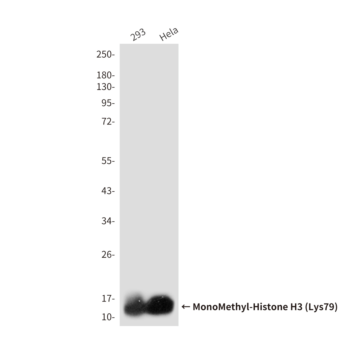 MonoMethyl-Histone H3 (Lys79) (9E3) Mouse mAb