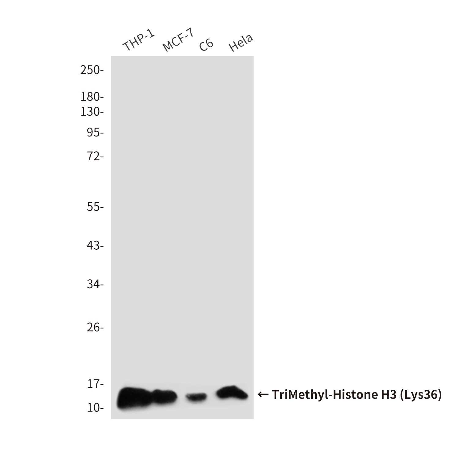 TriMethyl-Histone H3 (Lys36) (7G6) Mouse mAb