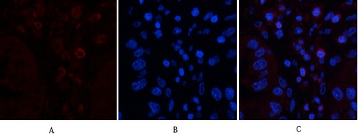 CD45 (8C1) Mouse mAb