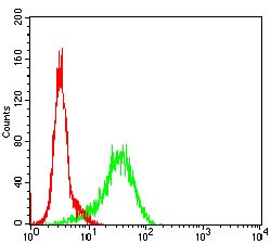 GSK3 beta Mouse mAb