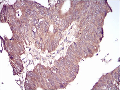GSK3 beta Mouse mAb