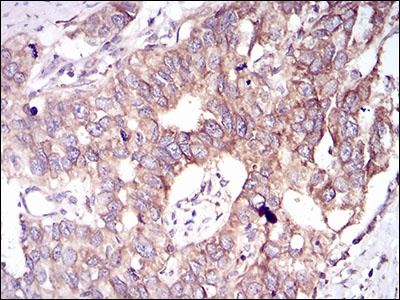 GSK3 beta Mouse mAb