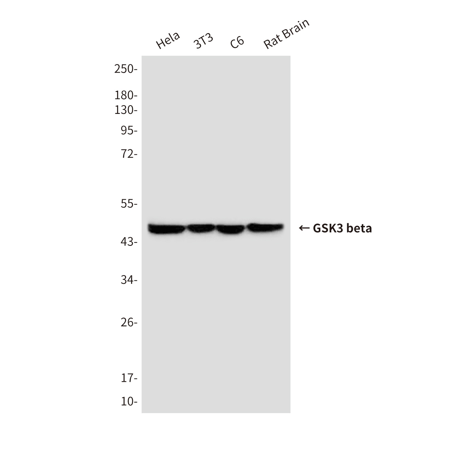 GSK3 beta Mouse mAb
