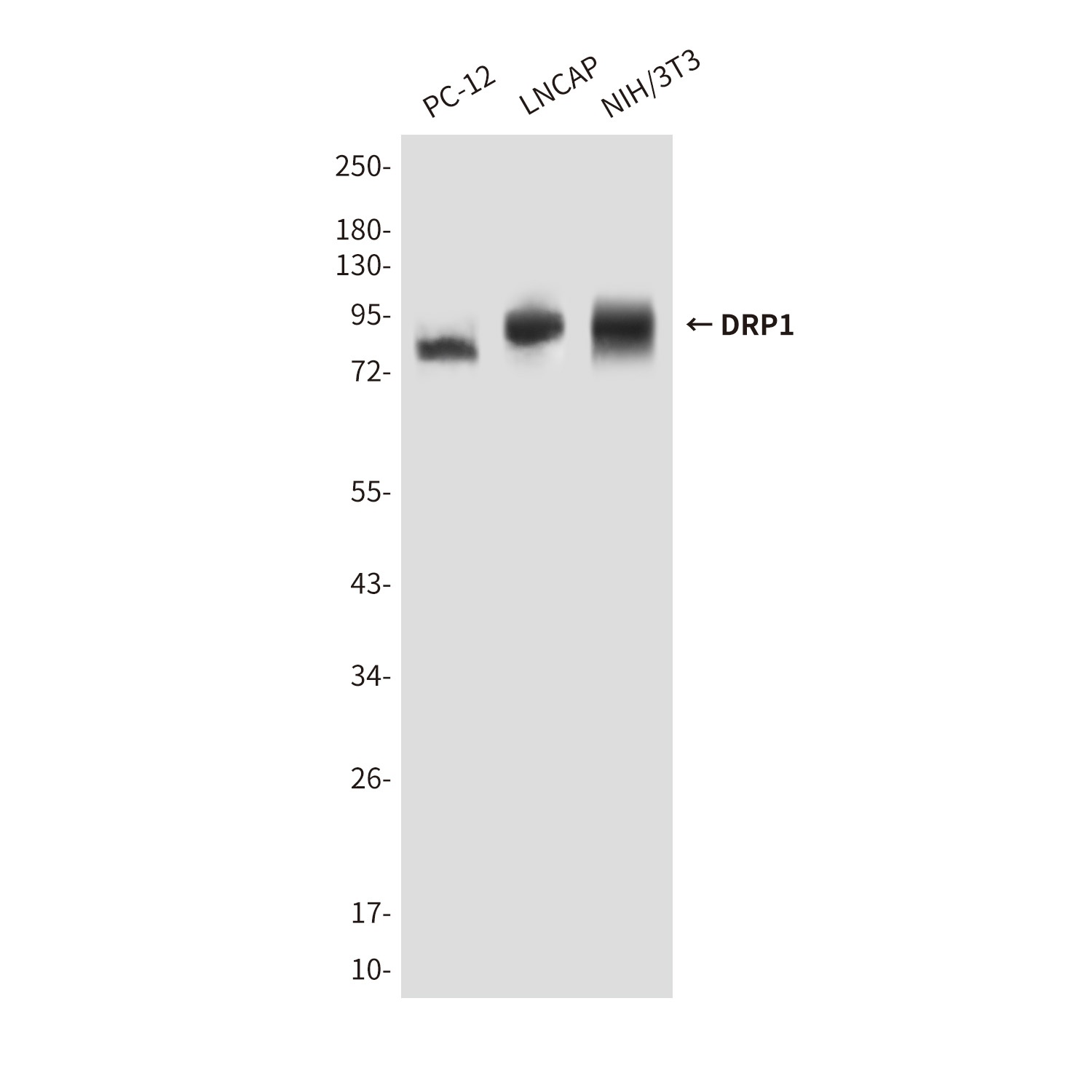 DNM1L Antibody