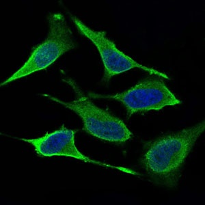 DNM1L Antibody