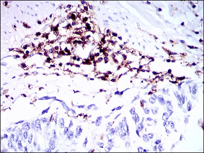 CD45 Mouse mAb