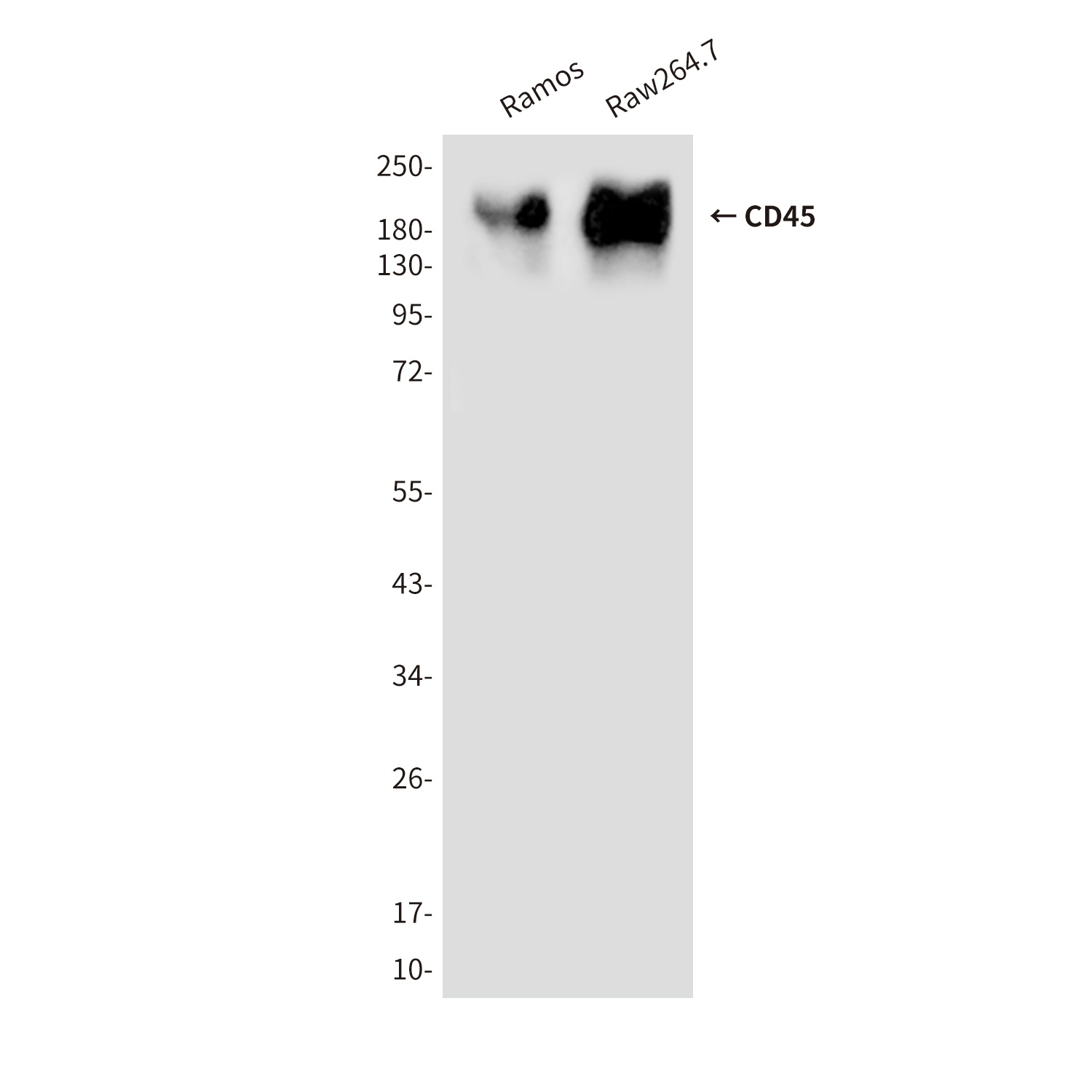 CD45 Mouse mAb