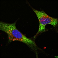 LIN28A Antibody