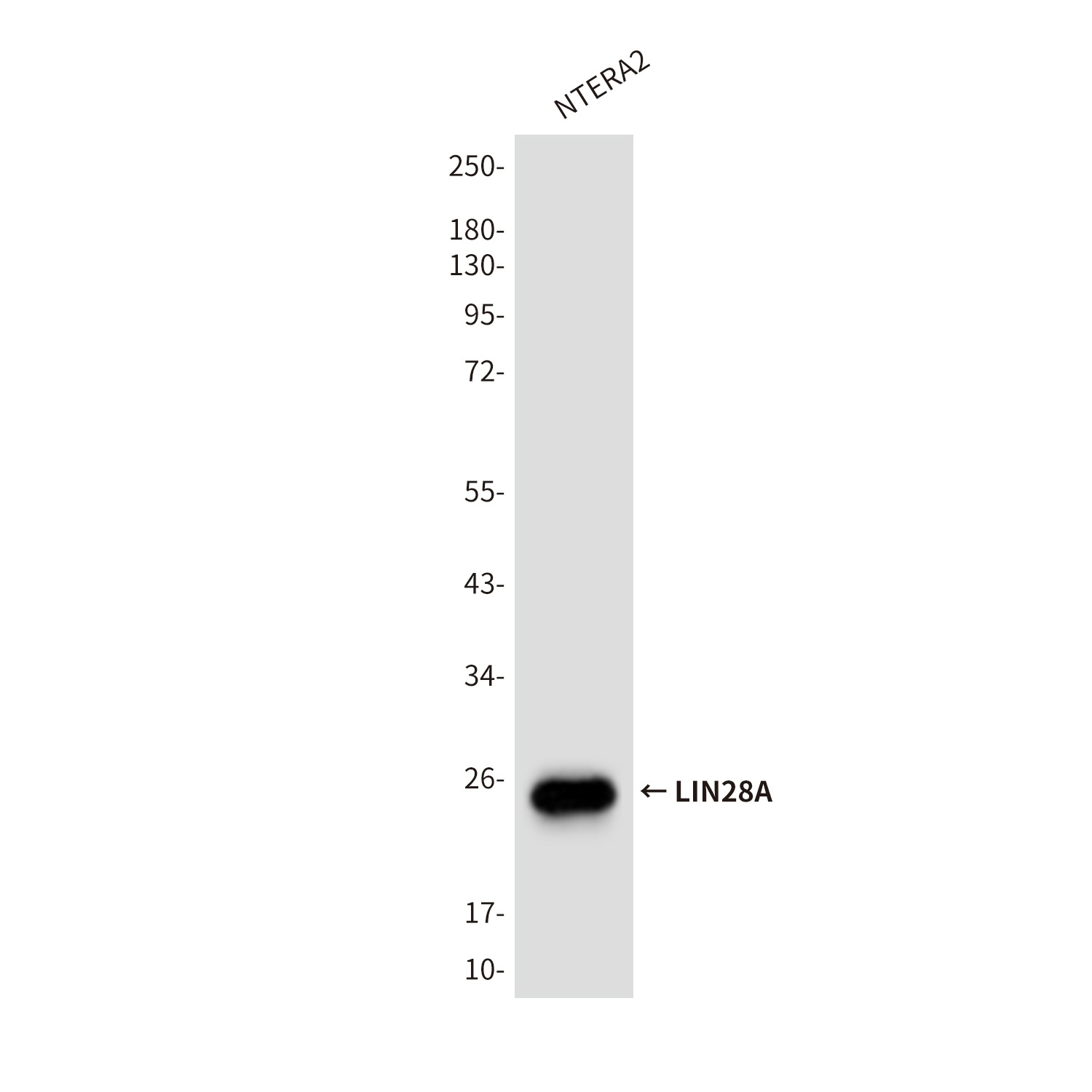 LIN28A Antibody