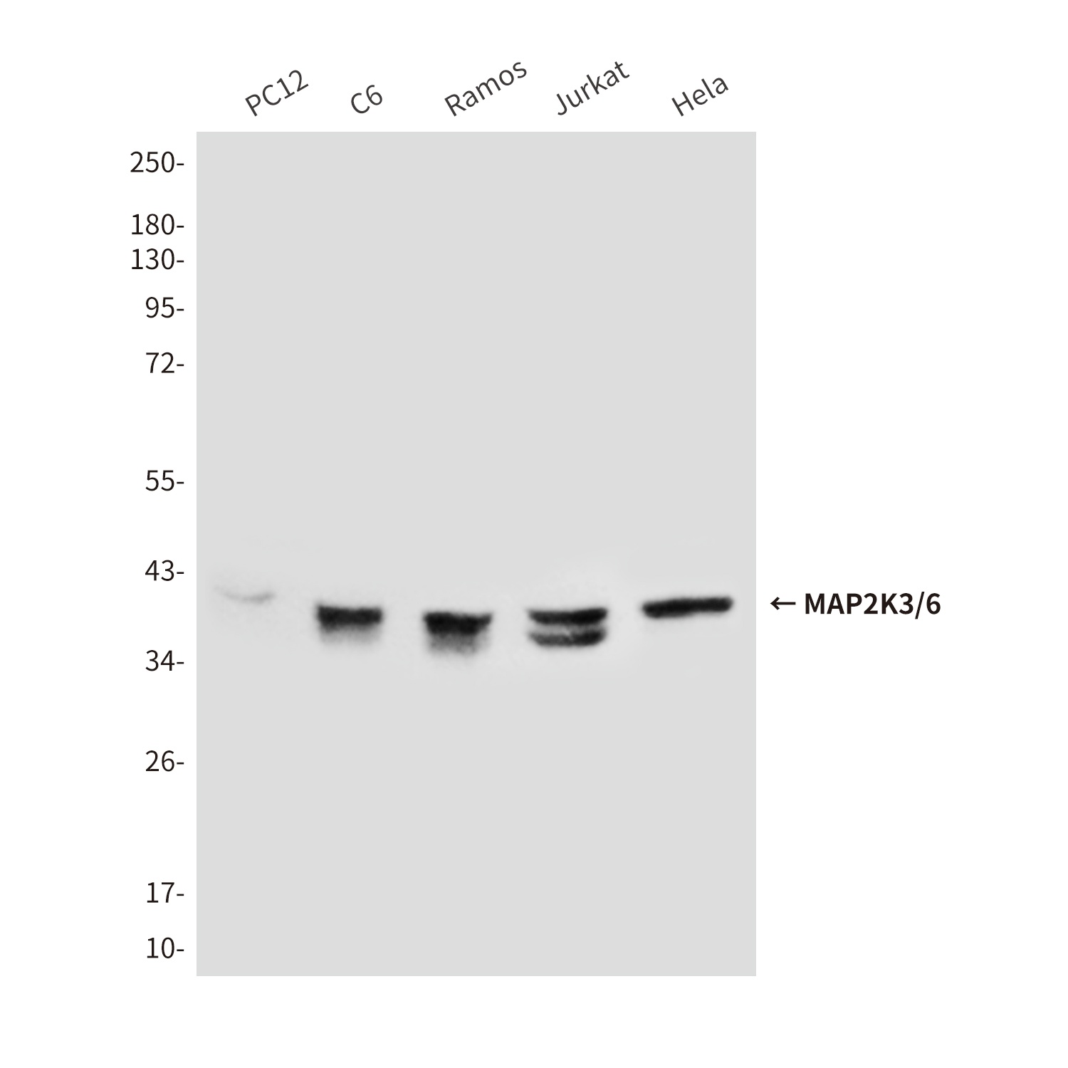 MAP2K6 Antibody