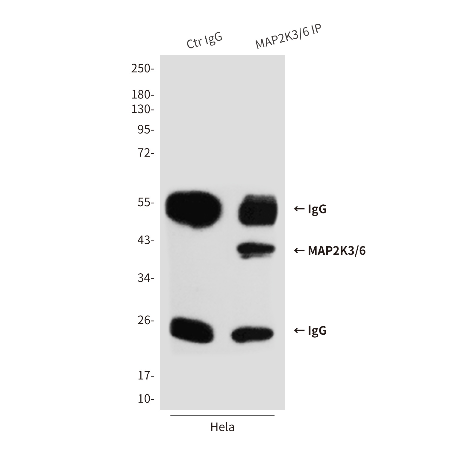 MAP2K6 Antibody