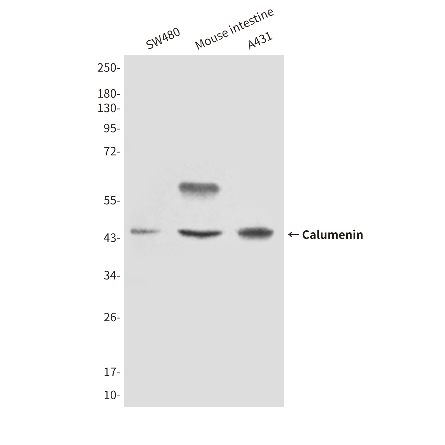 Calumenin Mouse Monoclonal Antibody