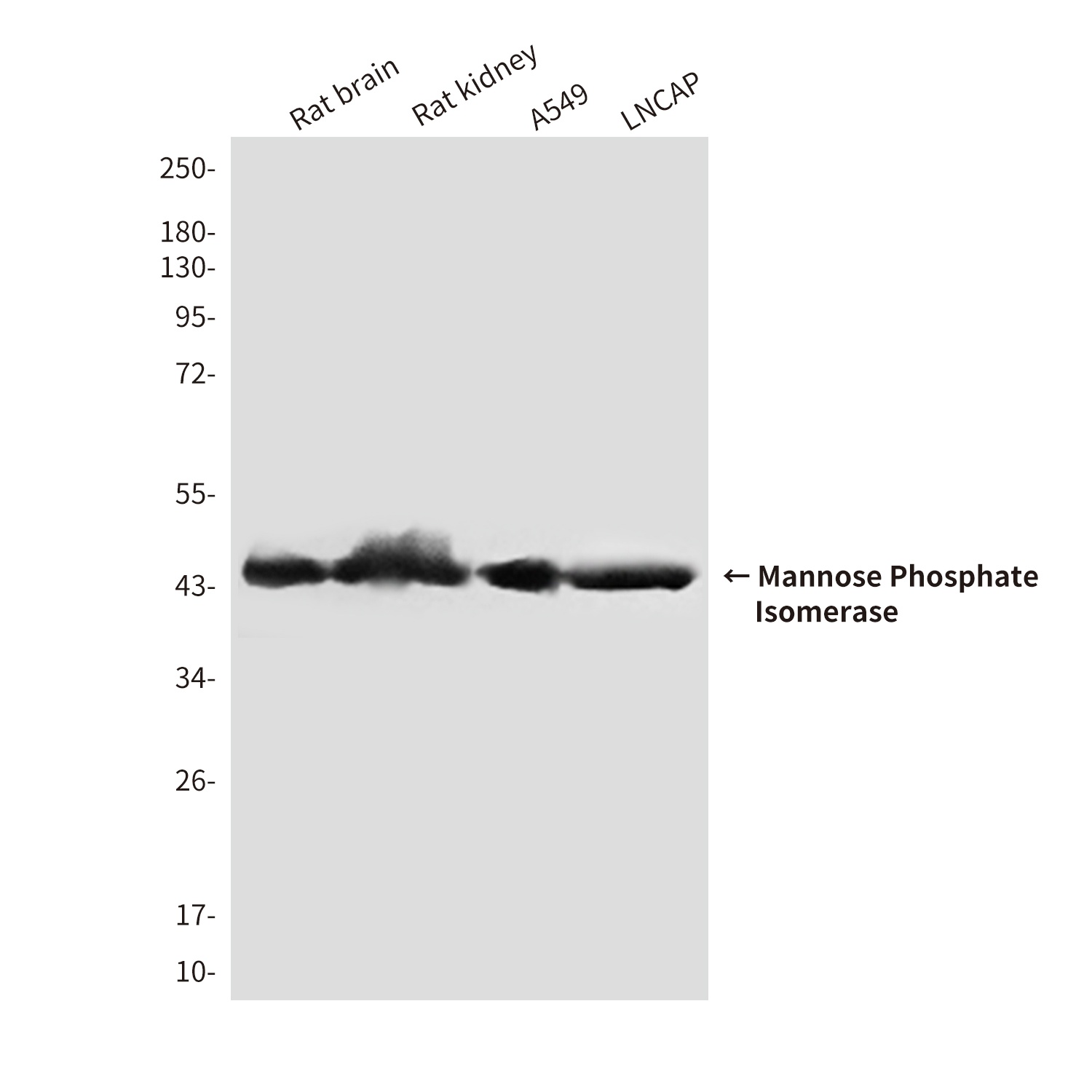 Mannose Phosphate Isomerase (4G9) Mouse mAb